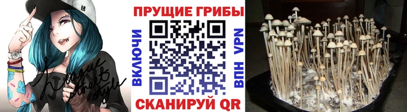 Купить закладки  Туран  Галлюциногенные грибы MAGIC MUSHROOMS 